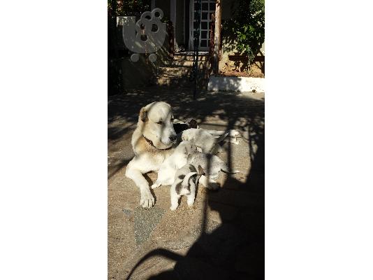 PoulaTo: Ασιατικος Ποιμενικος